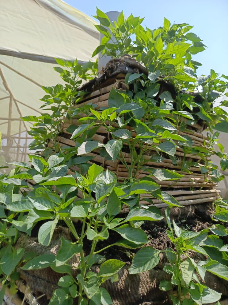 BSF Farm Project