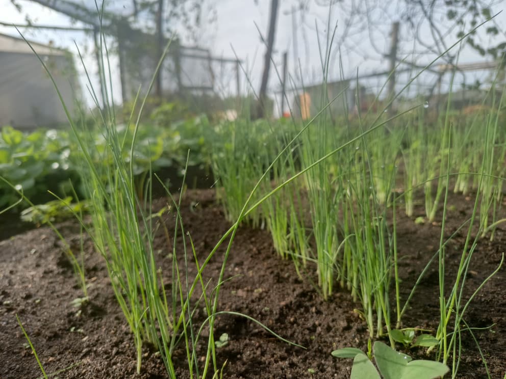 Organic Fertilizer