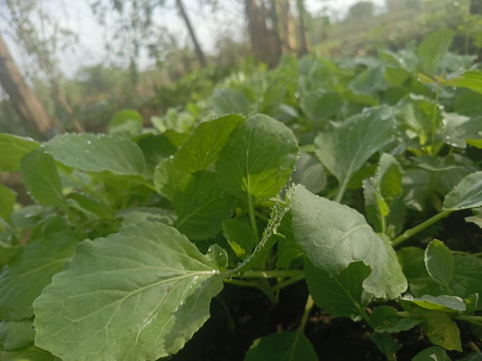 BSF Farm Activity