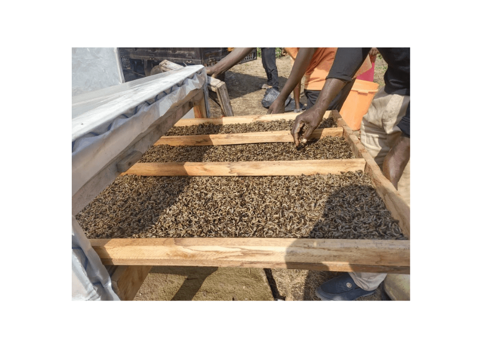 BSF larvae farming