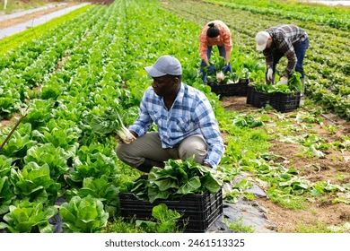 skilled african american agricultural worker 260nw 2461513325
